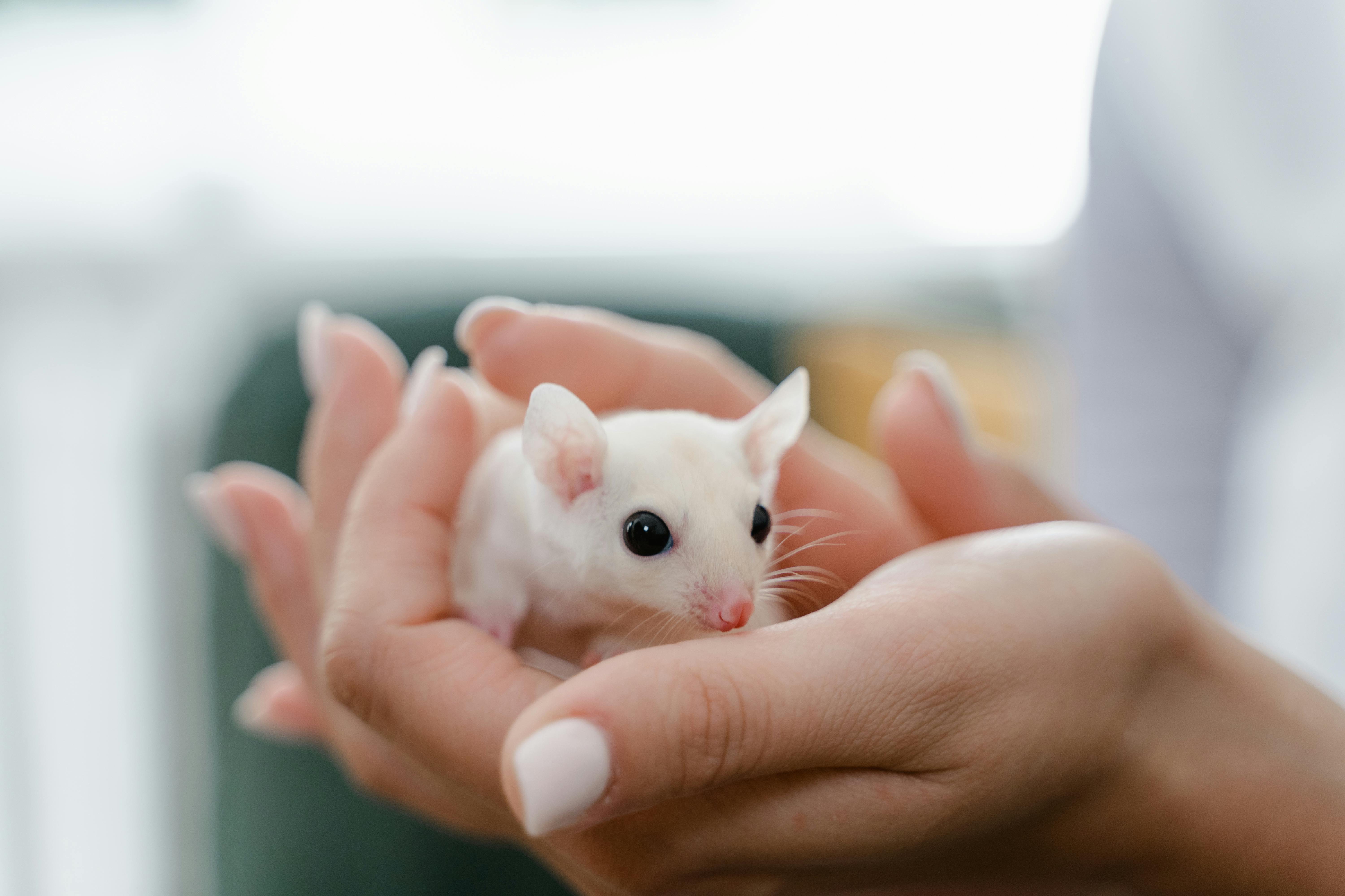 Cats, Rats, and Fair Housing: How a $20K Settlement Taught Landlords a Big Lesson